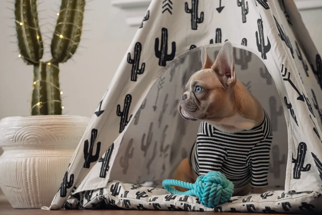 Dogcation